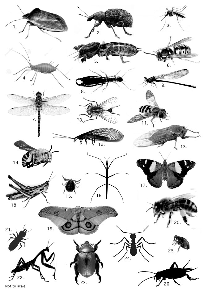 26 Insects.tif
